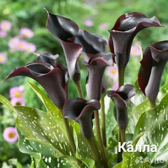 Калла в горшке