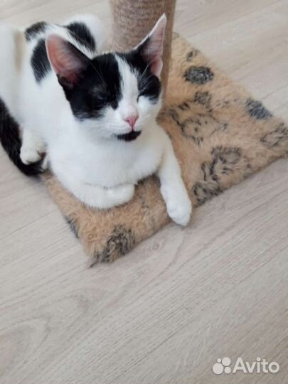 Котенок девочка 4 месяца