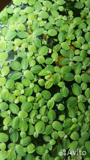 Аквариумное растение Пистия(10 штук)