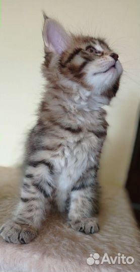 Котята мейн-кун