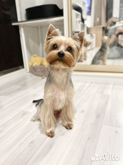 Йоркширский терьер вязка бесплатно