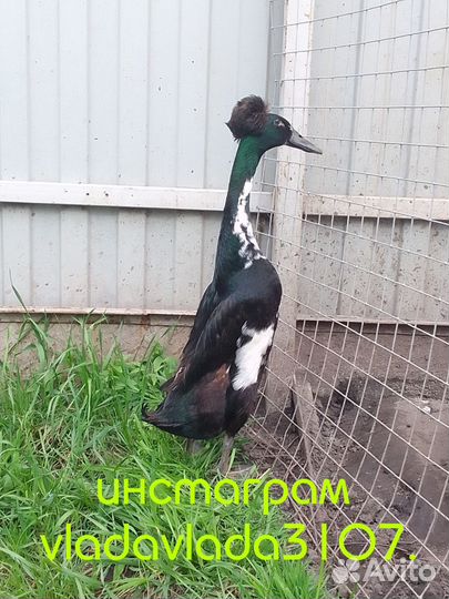 Утка Бегунок Бали. Русская хохлатая утка.Индоутка