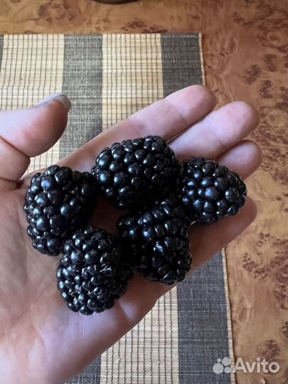 Саженцы ежевики