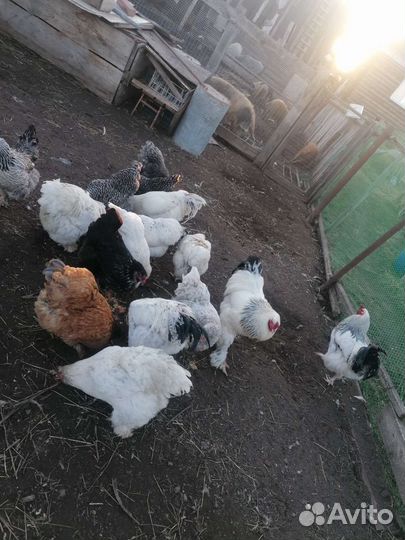 Яйца на инкубацию