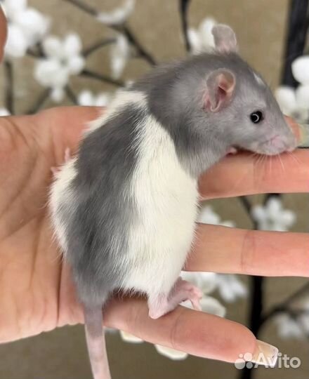 Дамбо крысы, крысята, крыса. Питомник