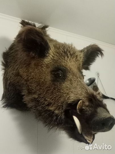 Чучело головы кабана