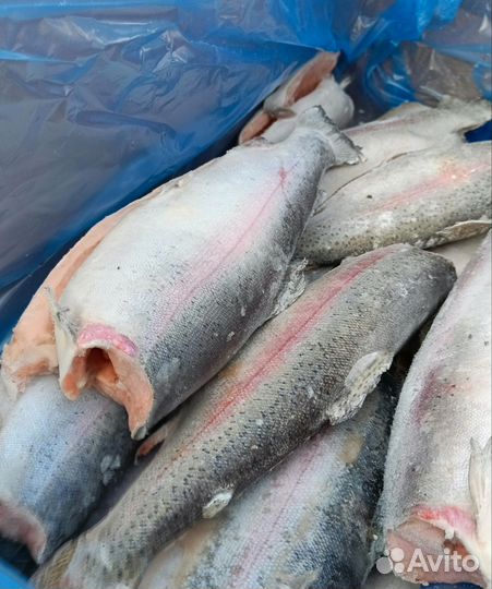 Форель и семга, Чили Турция