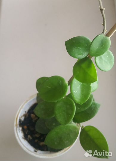 Хойя Матильда