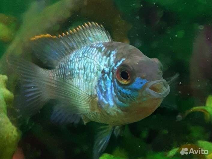 Наннокара неоновая