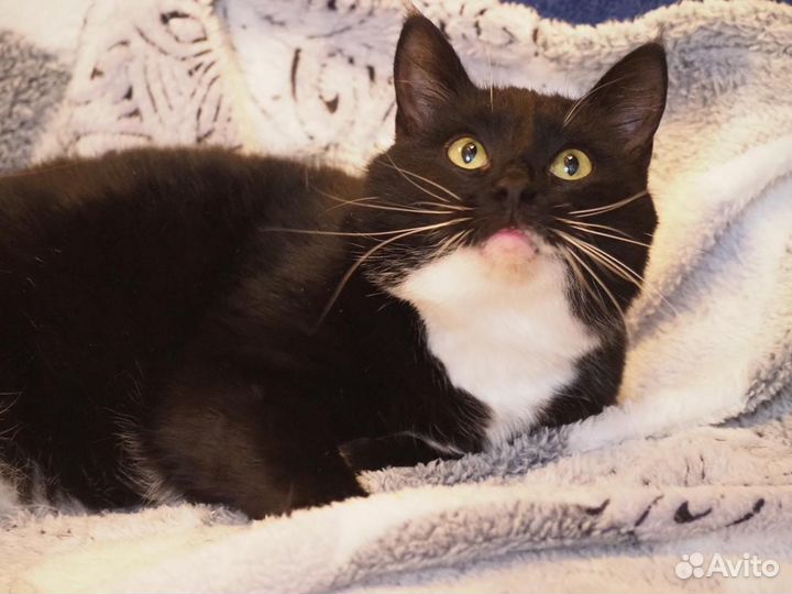 Кот молодой