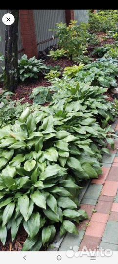 Хоста, многолетник не прихотливый