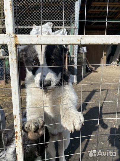 Маремма абруццкая овчарка