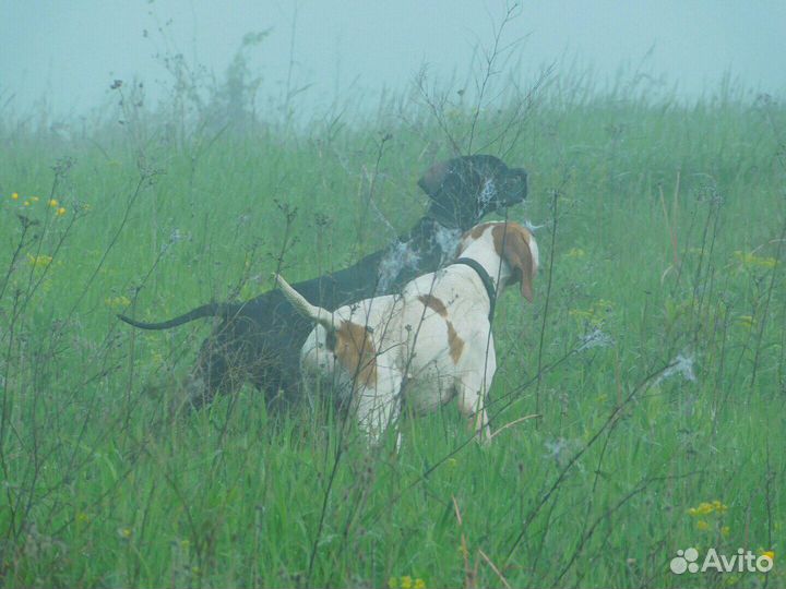 Продам собак породы Английский пойнтер