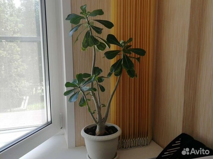 Адениум взрослый