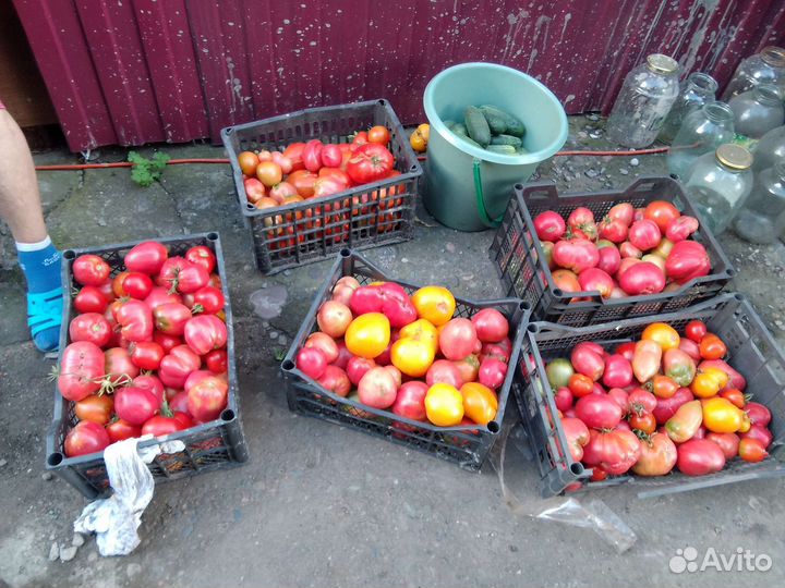 Помидоры свежие домашние
