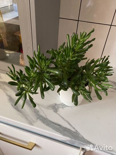 Крассула хоббит