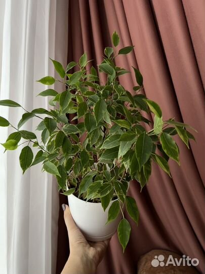 Фикусы разные