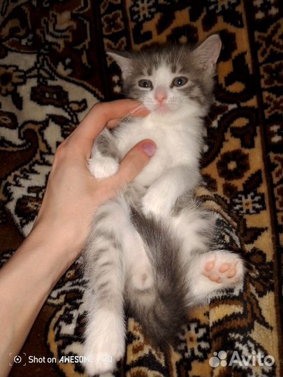 Коты и кошки