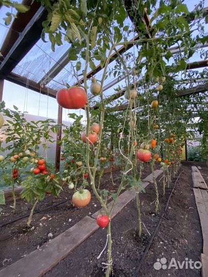 Картофель свежий,морковь,свекла,капуста