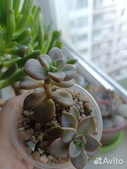 Разные суккуленты от