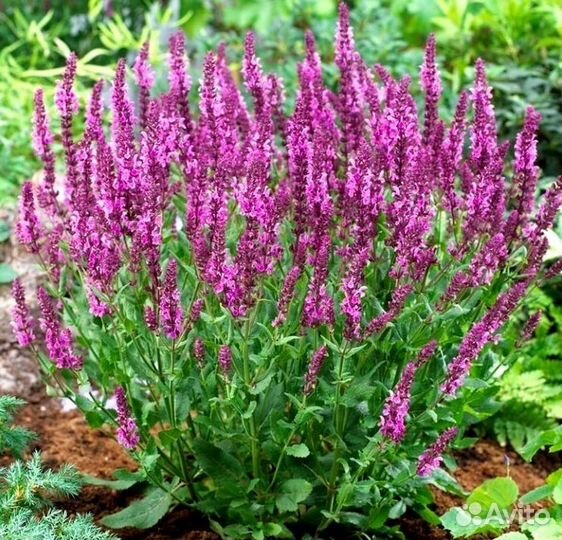 Акант, Шалфеи,Физостегии многолетние растения