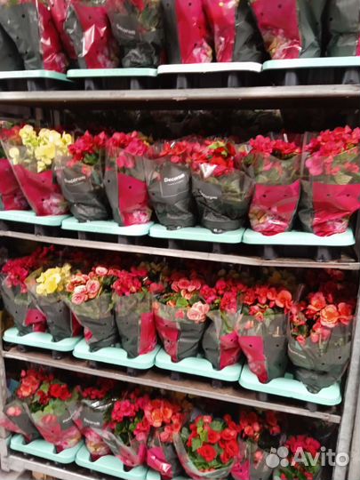 Комнатные цветы