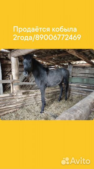 Лошадь кобыла