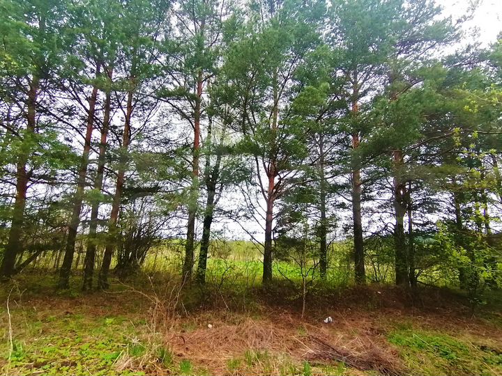 Участок 11,6 сот. (ИЖС)