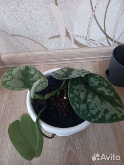 Сциндапсус пиктус треби