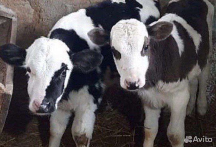 Бычки и телята