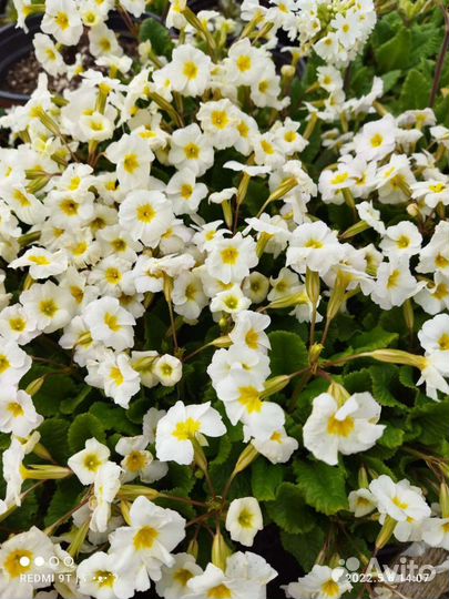 Примула, Пеларгония, Герань, Барвинок