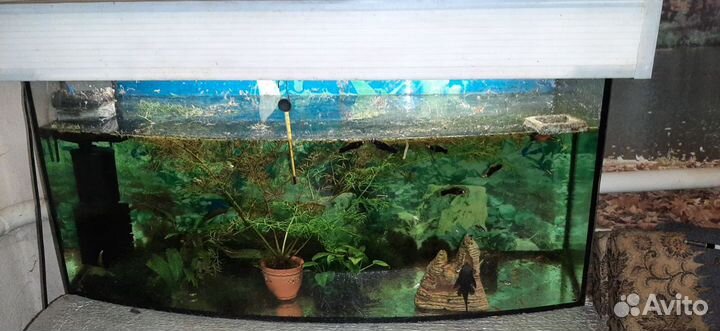 Аквариум