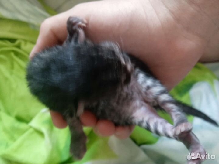 Домашние животные кошки