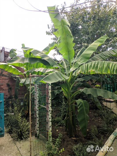 Банановая пальма