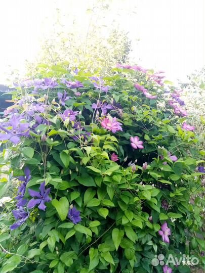 Клематис фиолетовый, деленки взрослого растения