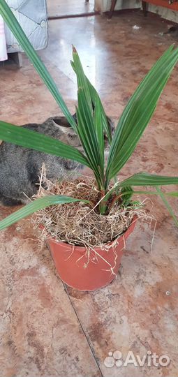 Седум буритто. Джинура, финиковая пальма