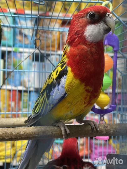 Попугай розелла пестрый и красный, Самцы