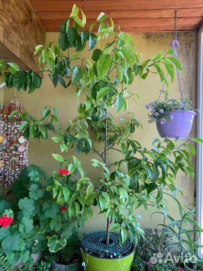 Мандариновое дерево