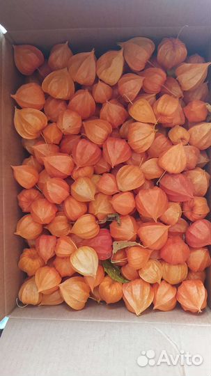 Физалис сухоцвет коробочки