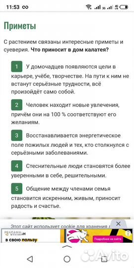 Калатея медальон