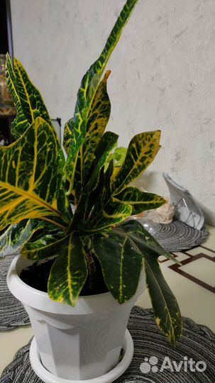 Кодиеум кротон