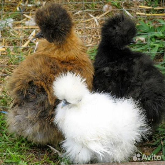 Китайскиешелк,индоутята100р, Пушкинские,Мараны