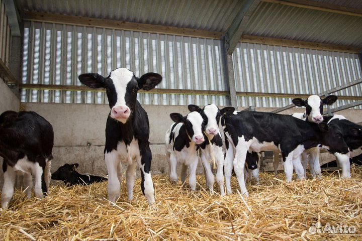 Бычки на откорм