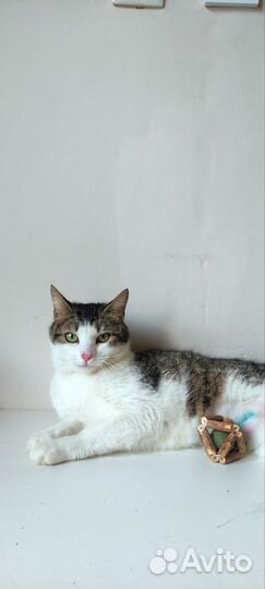 Котик в добрые руки