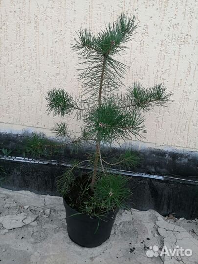 Можжевельник глаука,сосны,туя