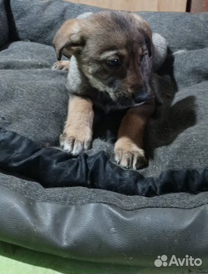 Отдам щенка в добрые руки