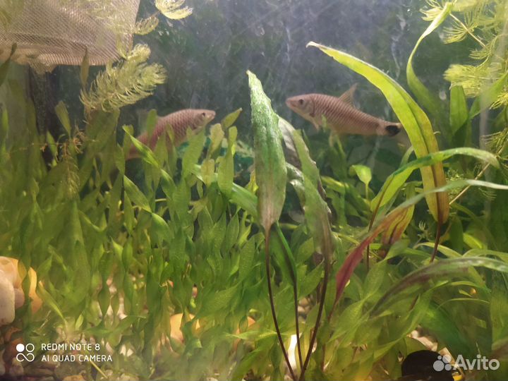 Моллинезии и растения