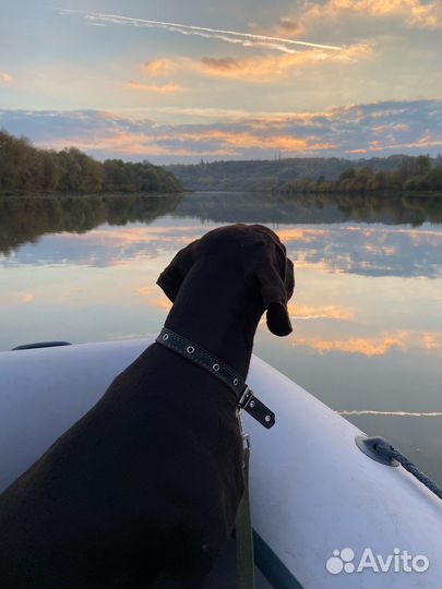 Курцхаар вязка