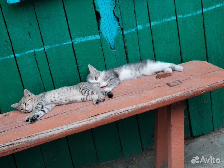 Котята в добрые руки, возможна доставка