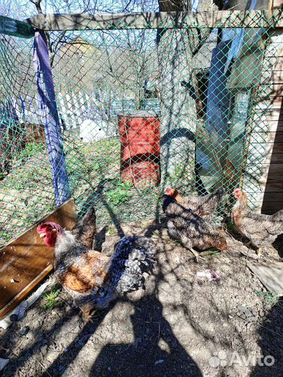 Семья билефельдеров